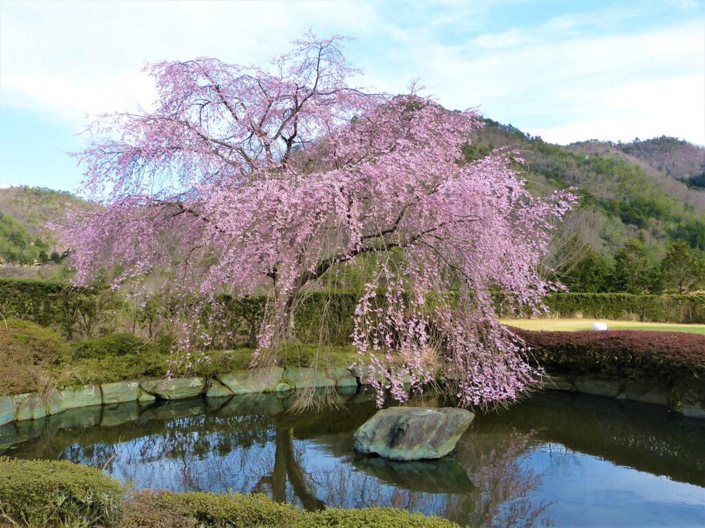 桜画像